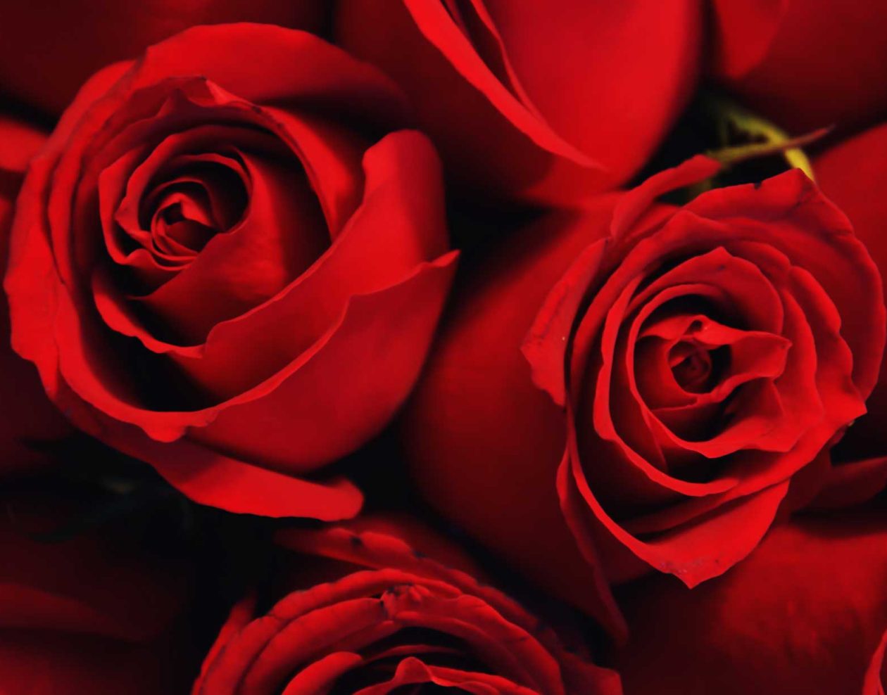 One dozen beautiful red roses