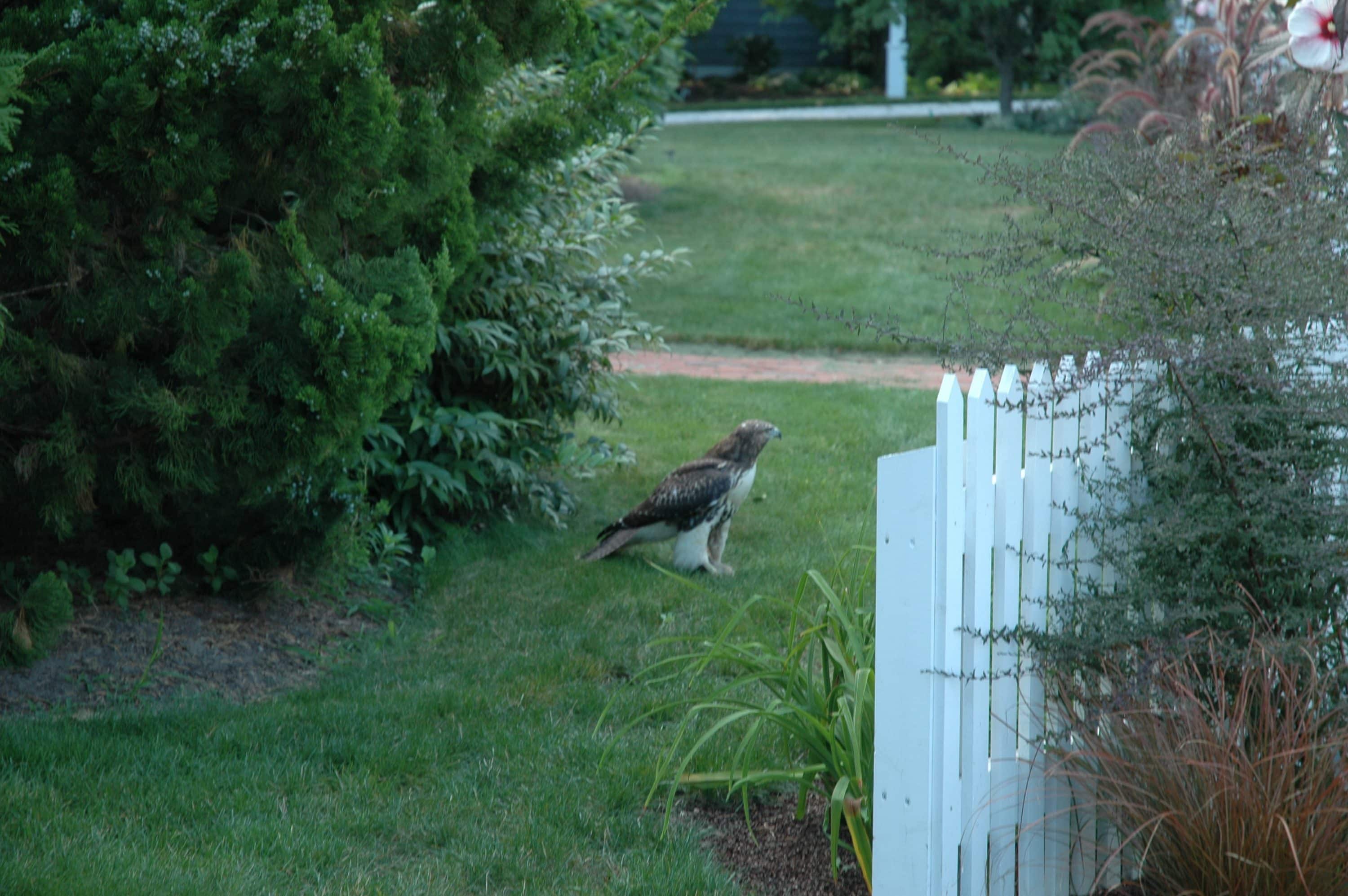 Red-Tailed Hawk in the front garden.