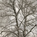 Snow covered tree at a Cape Cod B&B