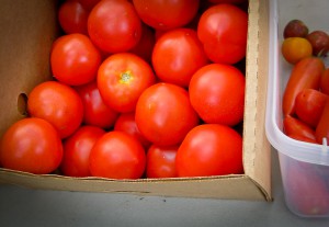 Fresh organic tomatoes