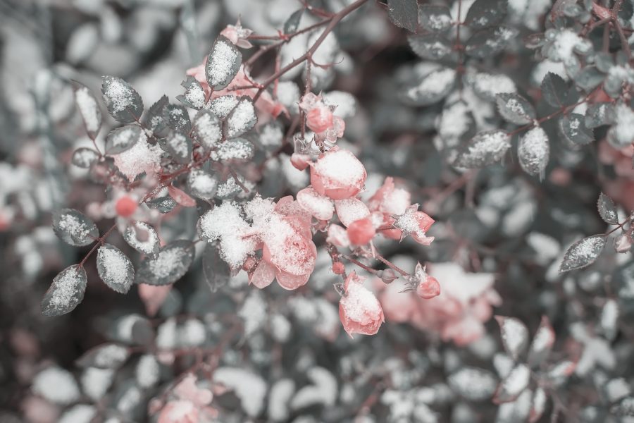 pink rose flowers covered in frost