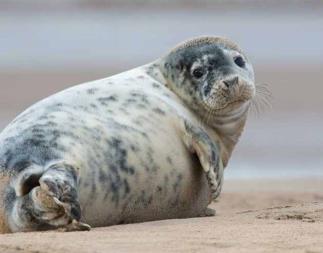 Atlantic seal on the beach