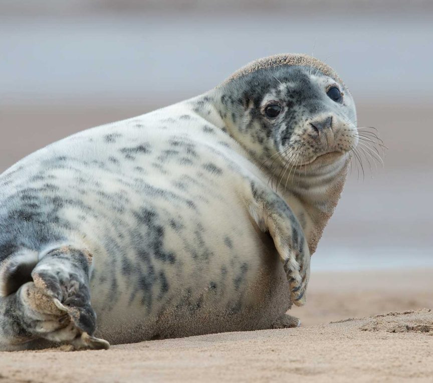Atlantic seal on the beach