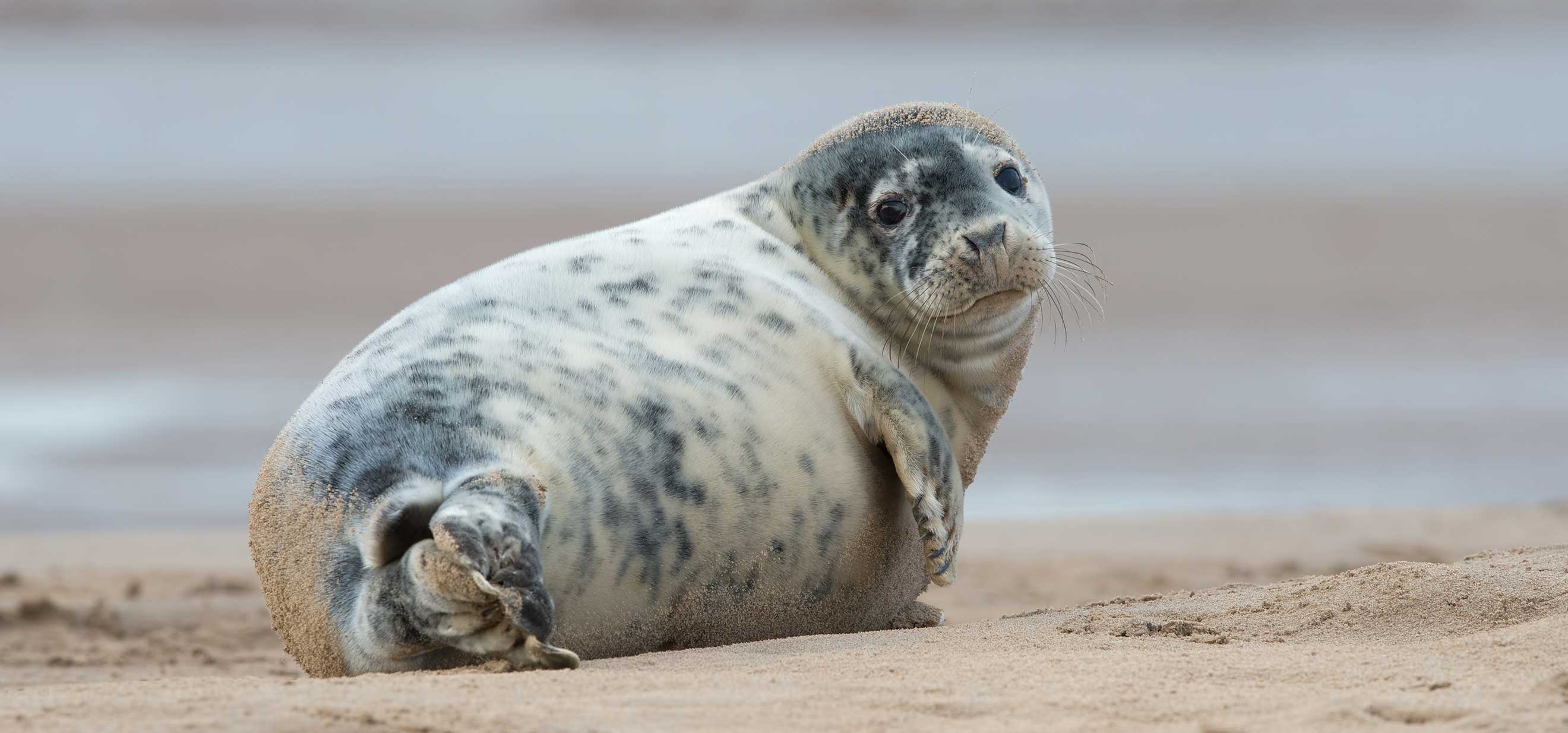 Atlantic seal on the beach