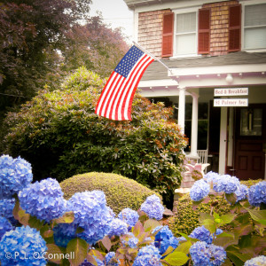 Hydrangea in front of the Palmer House Inn.