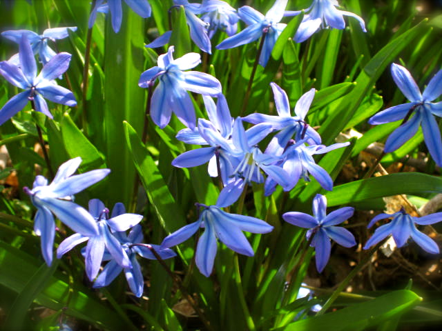 First garden flowers of 2011