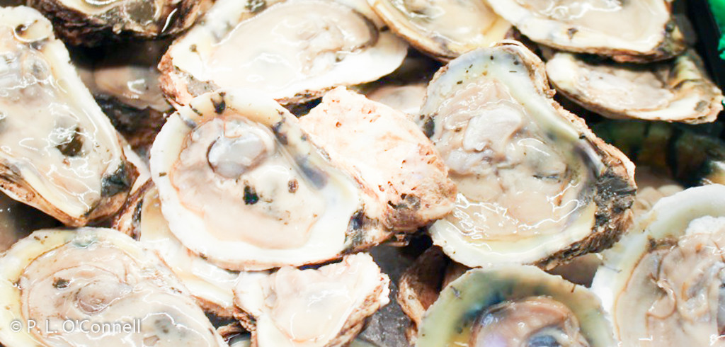 Oysters