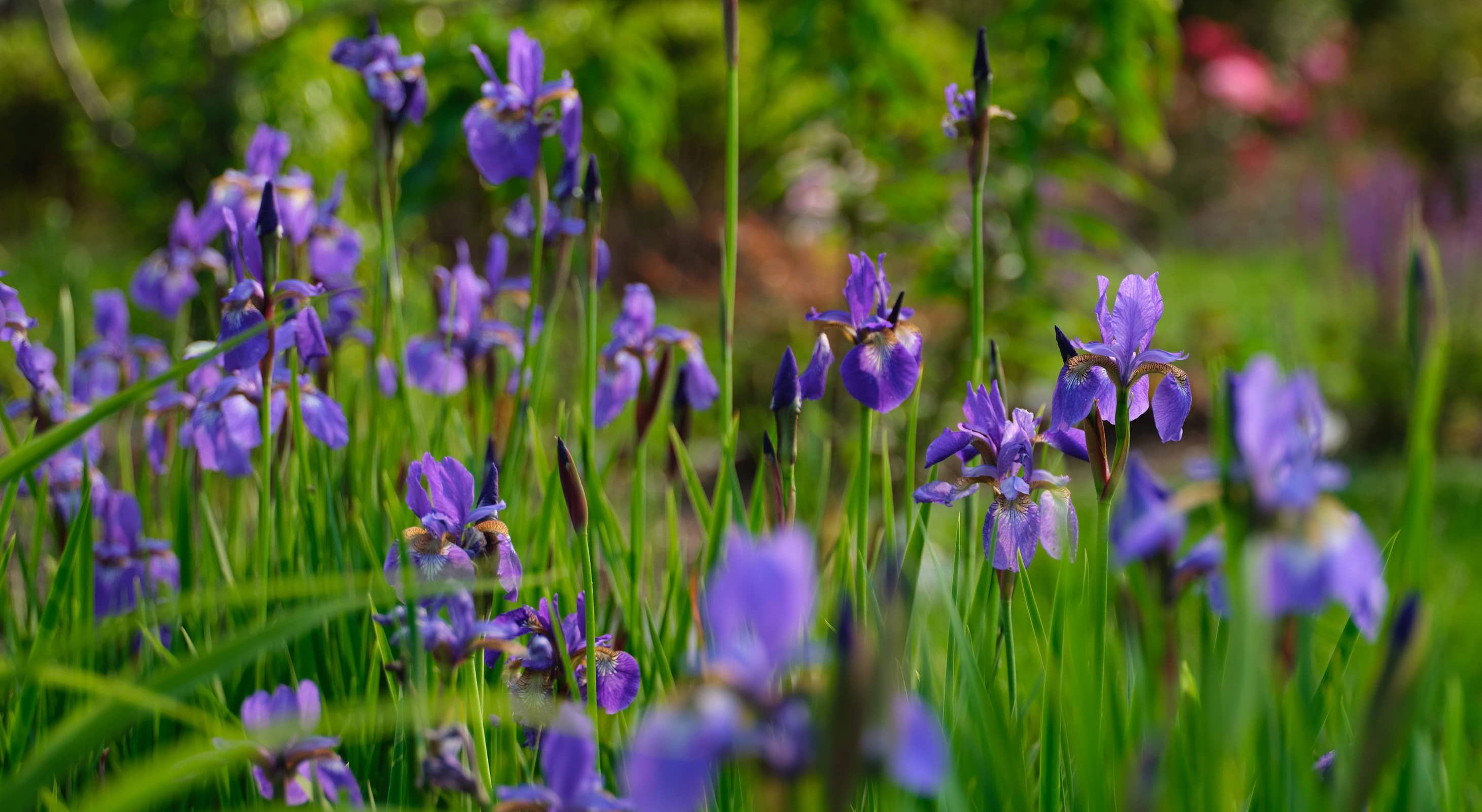 purple iris flowers in the gardens