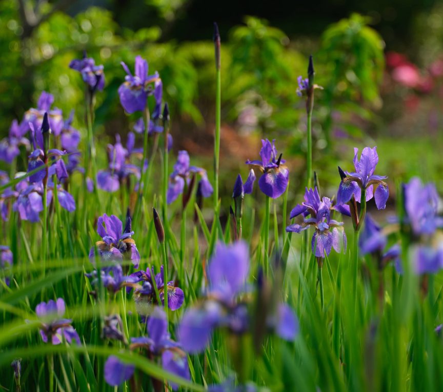 purple iris flowers in the gardens