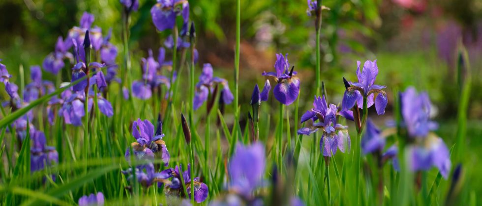 purple iris flowers in the gardens