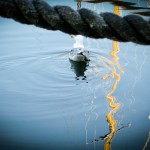 Seagull on the water