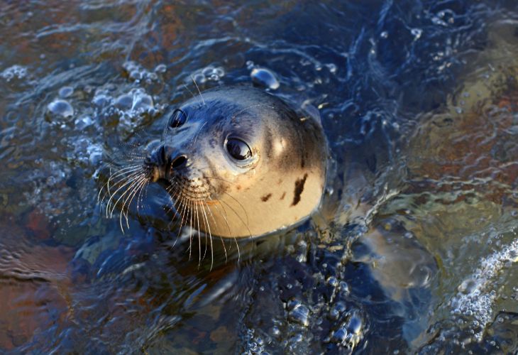 Sealion in Water on Cape Cod Spring Vacation