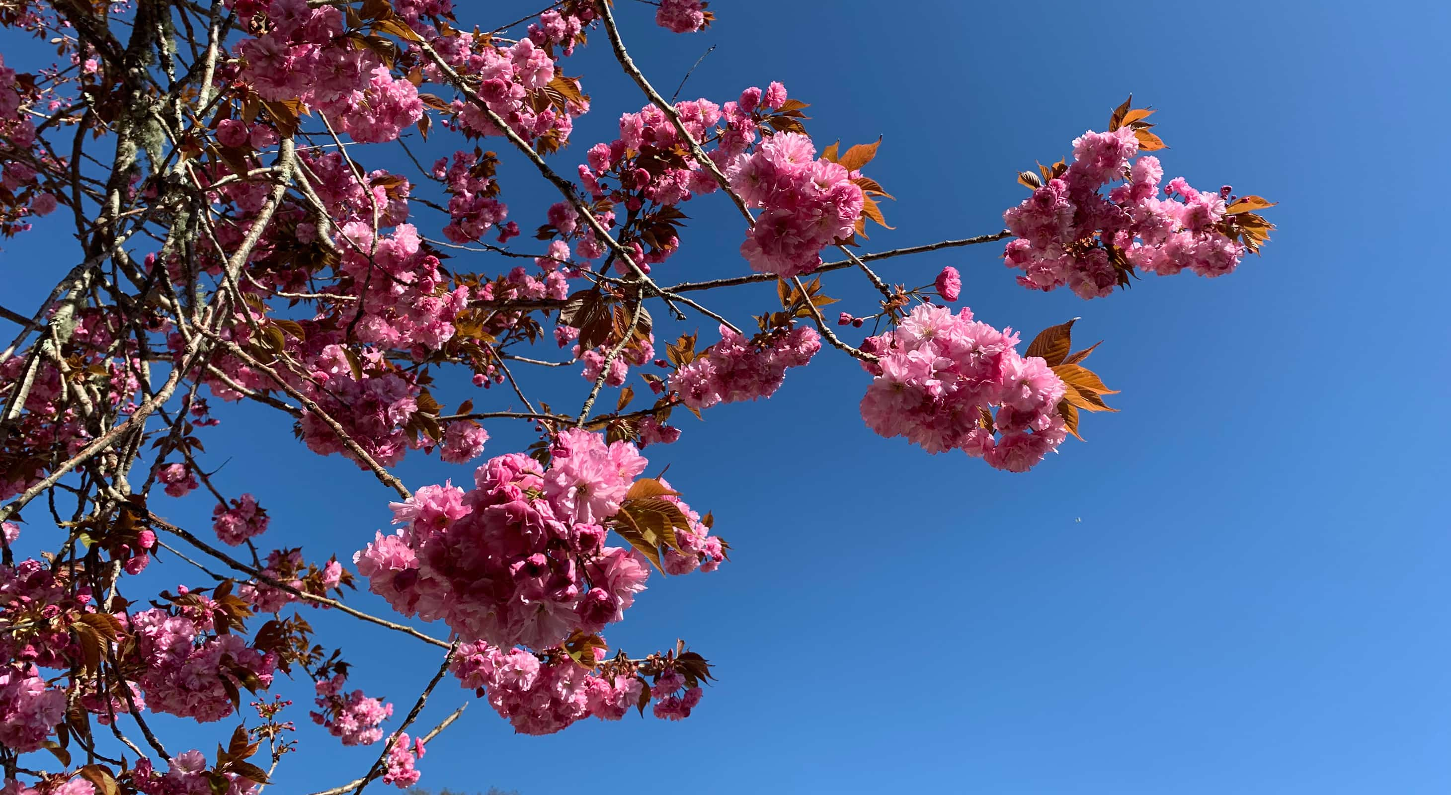 spring cherry blossoms