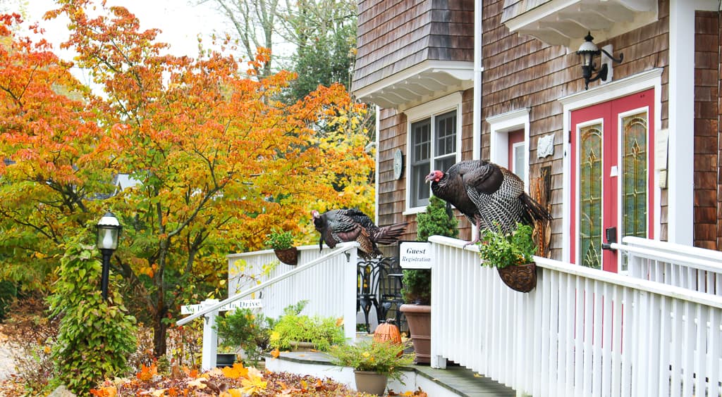 Cape Cod Thanksgiving Turkeys waiting to greet the guests this morning.