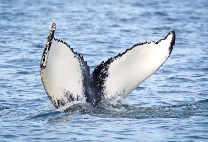 Whale Watching on Cape Cod Spring Break