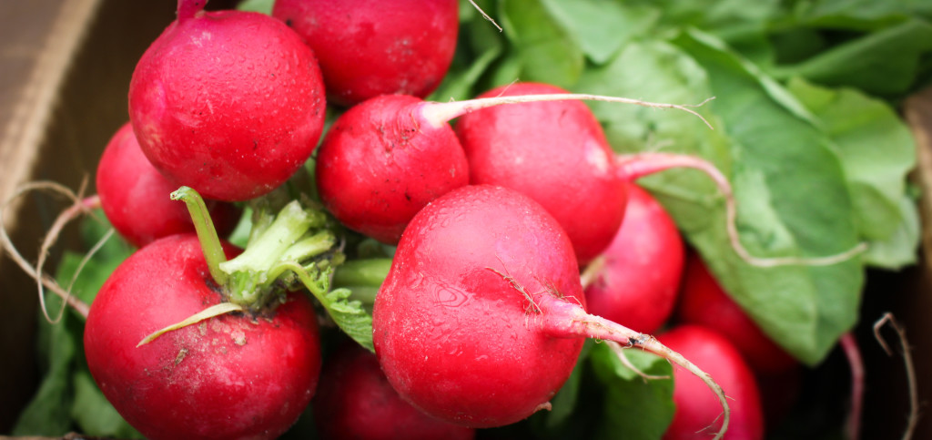 Red Radishes Close Up