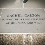 Rachel Carson - Scientist, Writer and Colleague at MBL, NOAA and WHOI.