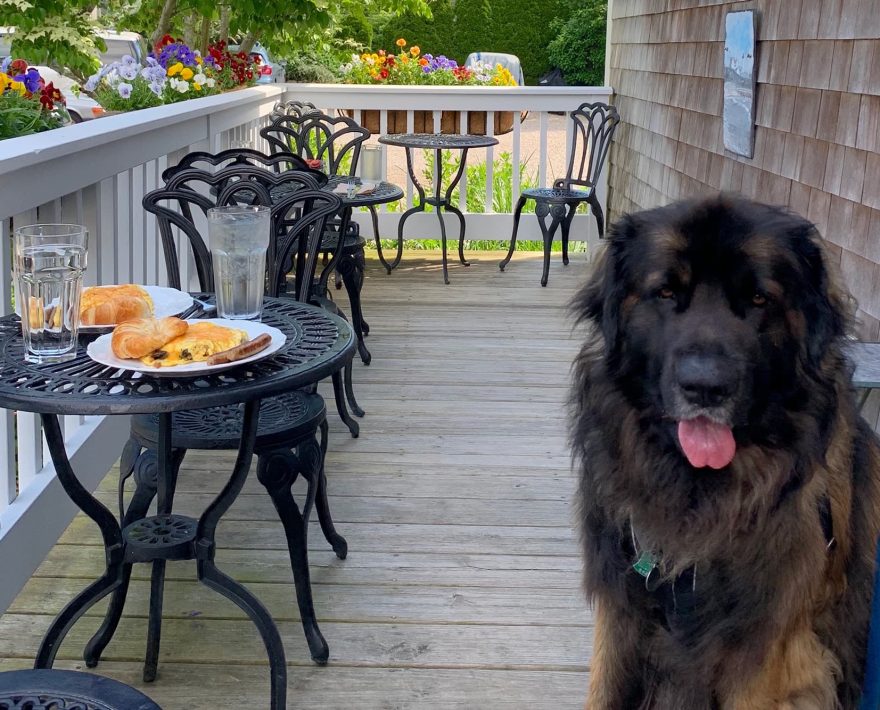 Palmer House Inn's dog Brody next to a breakfast table