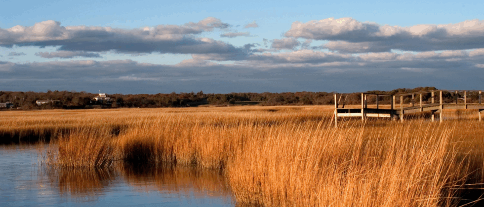 golden marsh grasses along calm water with a wooden dock in cape cod